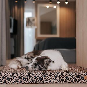 Apartament typu studio